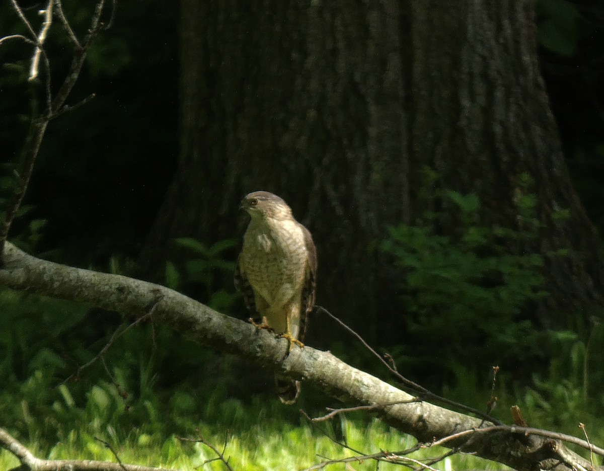 Cooper's Hawk - ML636349788