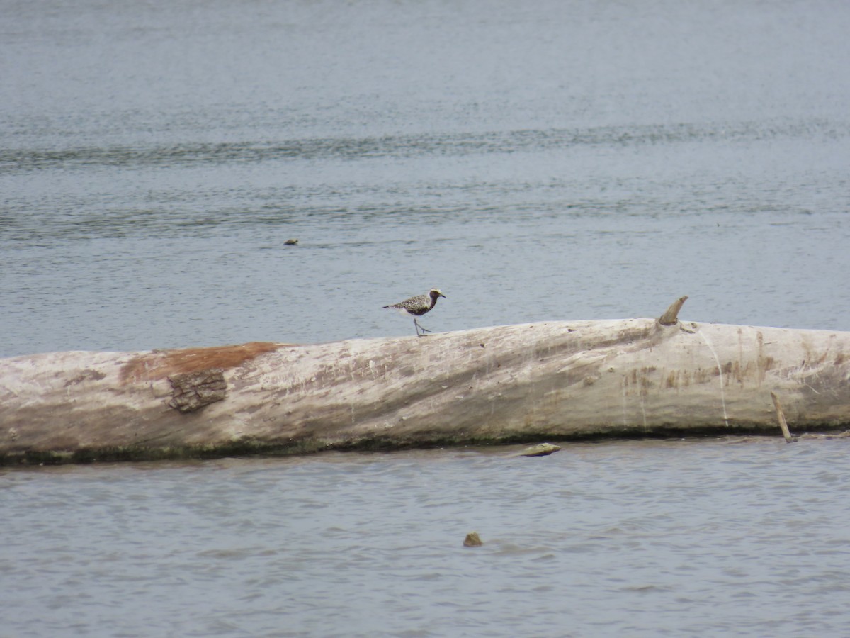 Black-bellied Plover - ML636349826