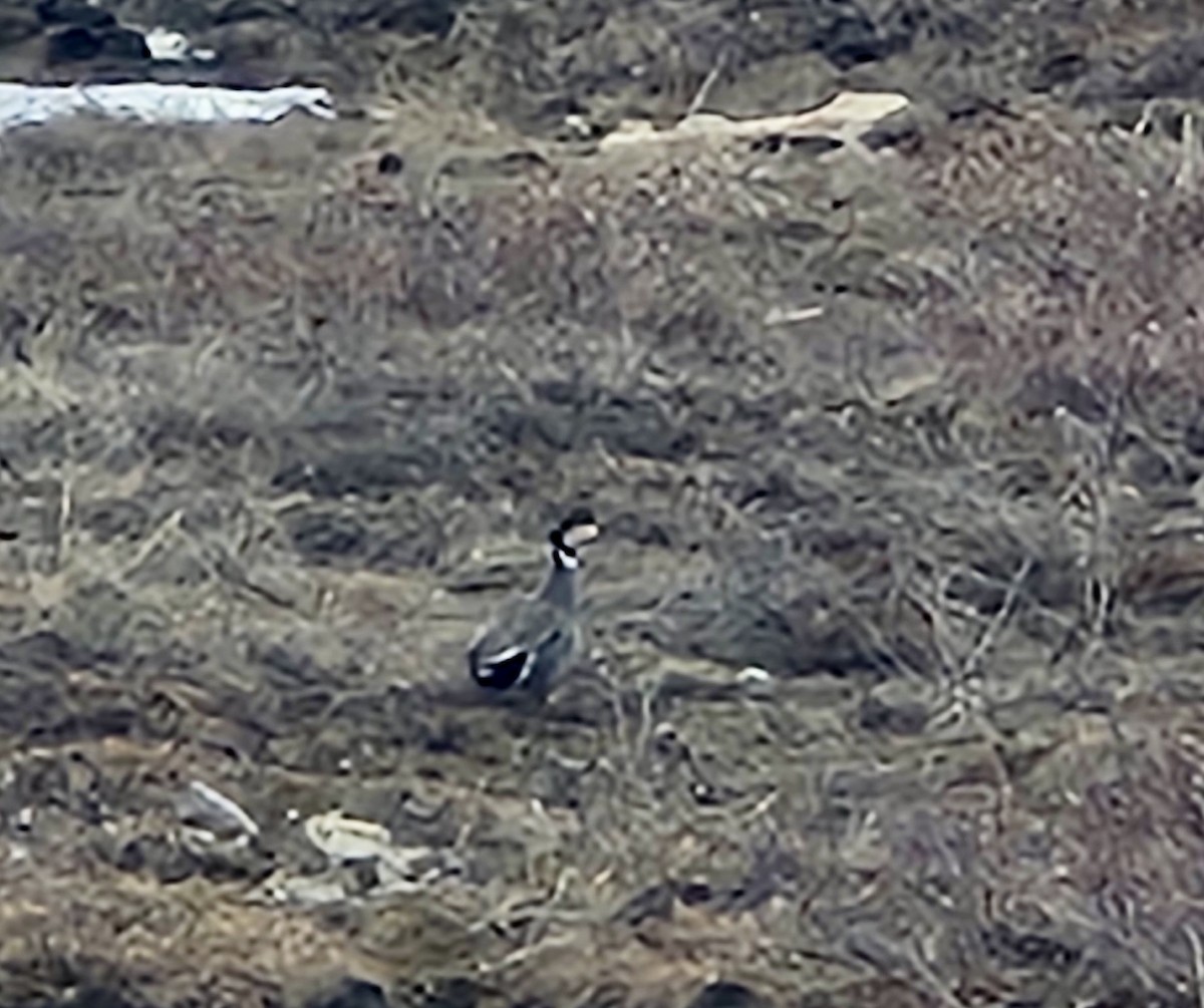 Gadwall x Northern Pintail (hybrid) - ML636349865