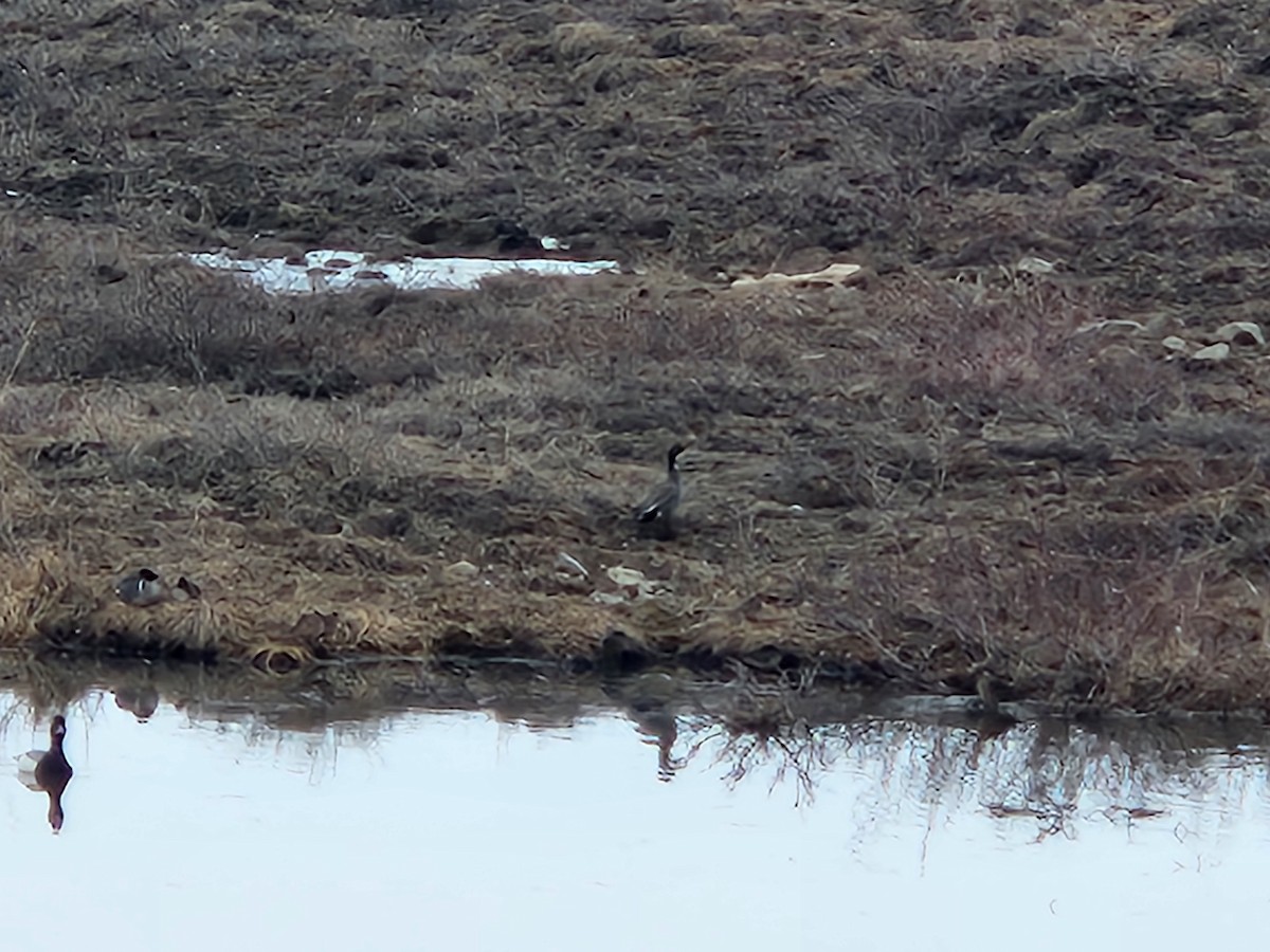 Gadwall x Northern Pintail (hybrid) - ML636349866