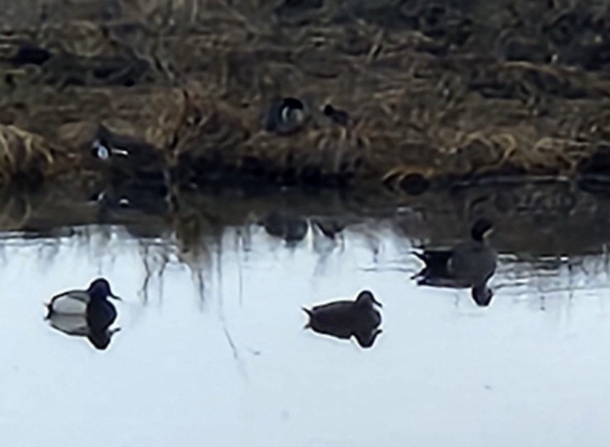 Gadwall x Northern Pintail (hybrid) - ML636349867