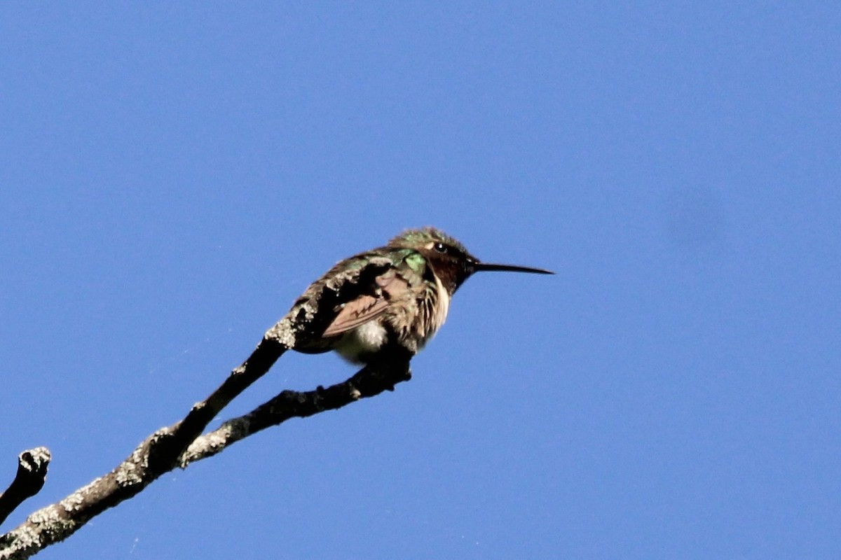 kalypta rubínohrdlá - ML636349902