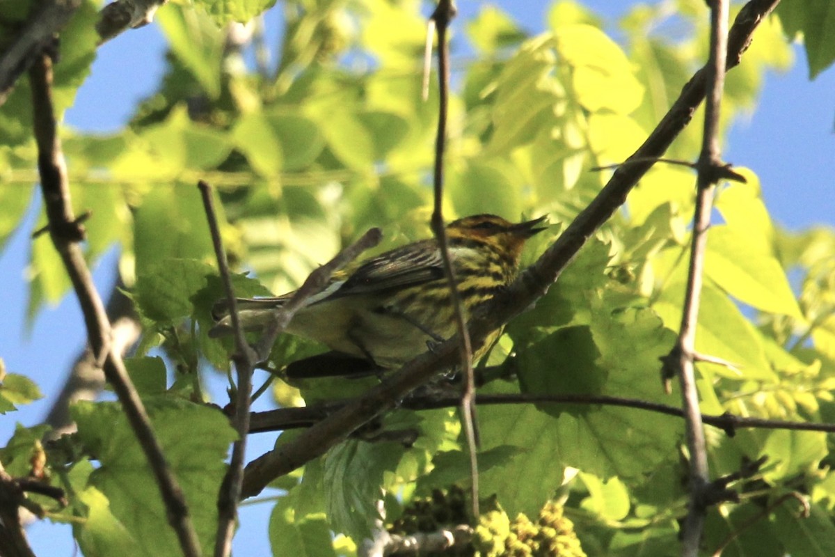 lesňáček skvrnitý - ML636349945