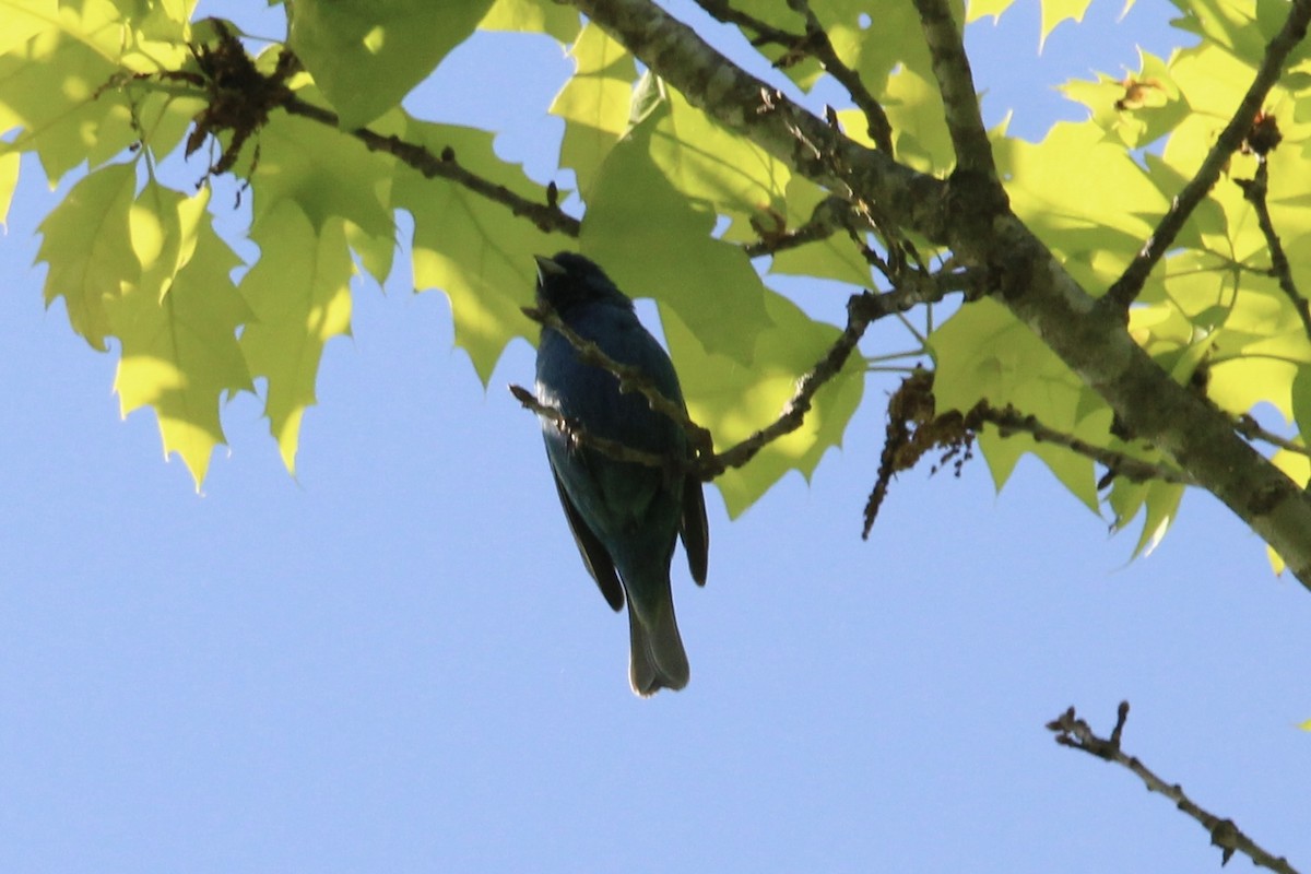 papežík indigový - ML636349987