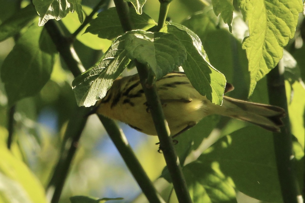 lesňáček pokřovní - ML636350014