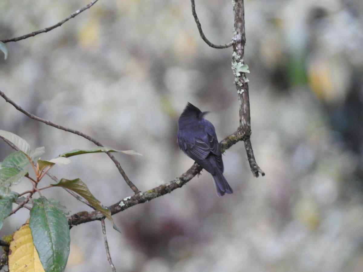 Dark Pewee - ML636350017