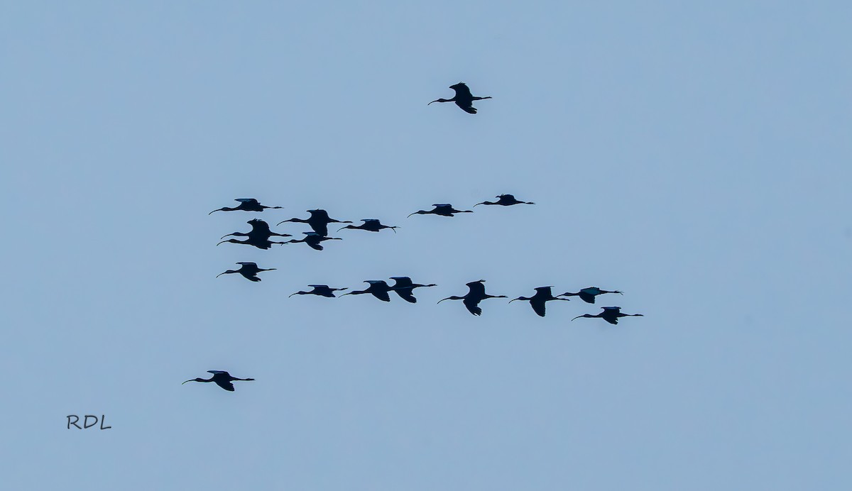 White-faced Ibis - ML636350033