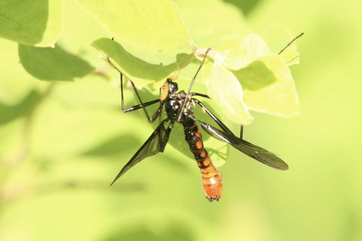 Antlered Crane Fly - ML636350085