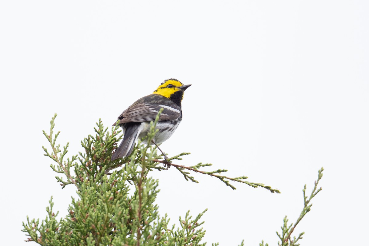 Golden-cheeked Warbler - ML636350088