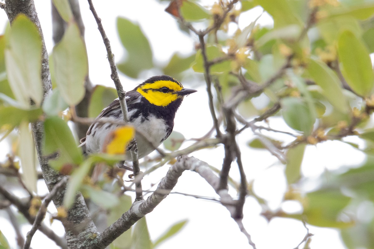 Golden-cheeked Warbler - ML636350091