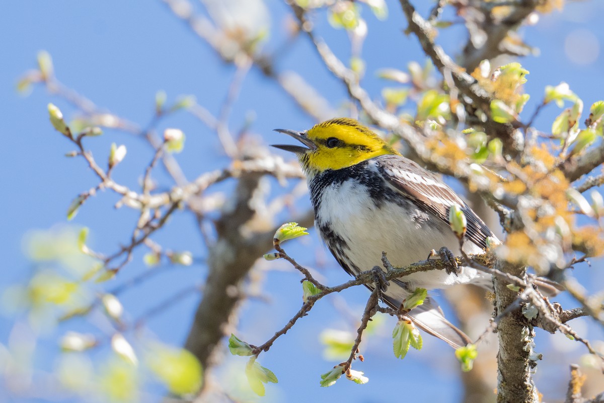 Golden-cheeked Warbler - ML636350096