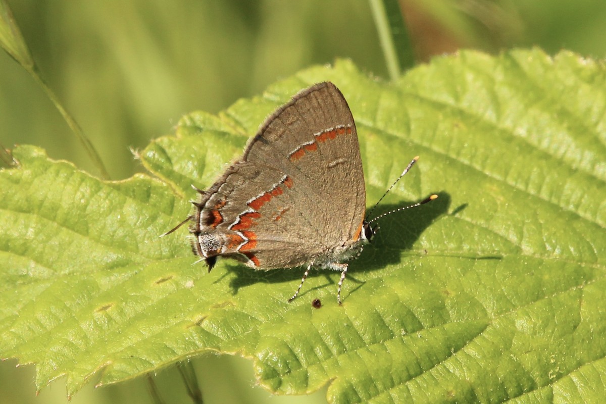 Red-banded Hairstreak - ML636350268