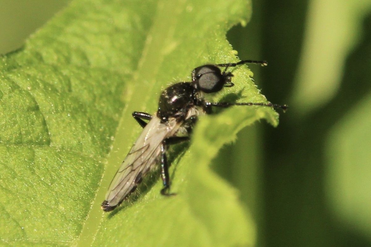 White-winged March Fly - ML636350290