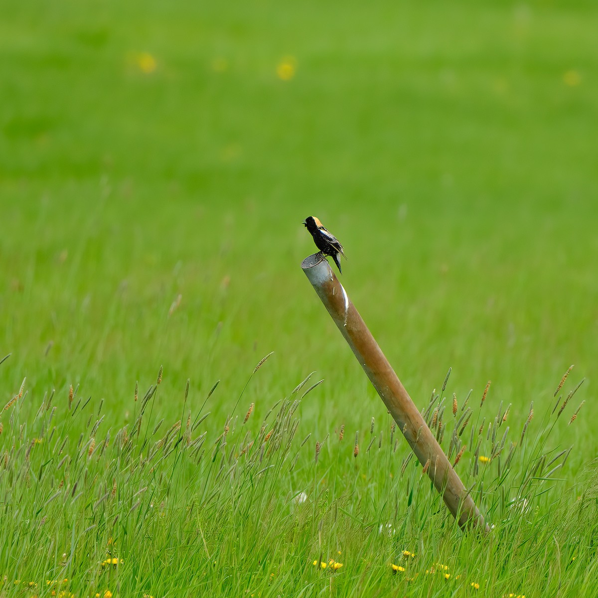 Bobolink - ML636350314