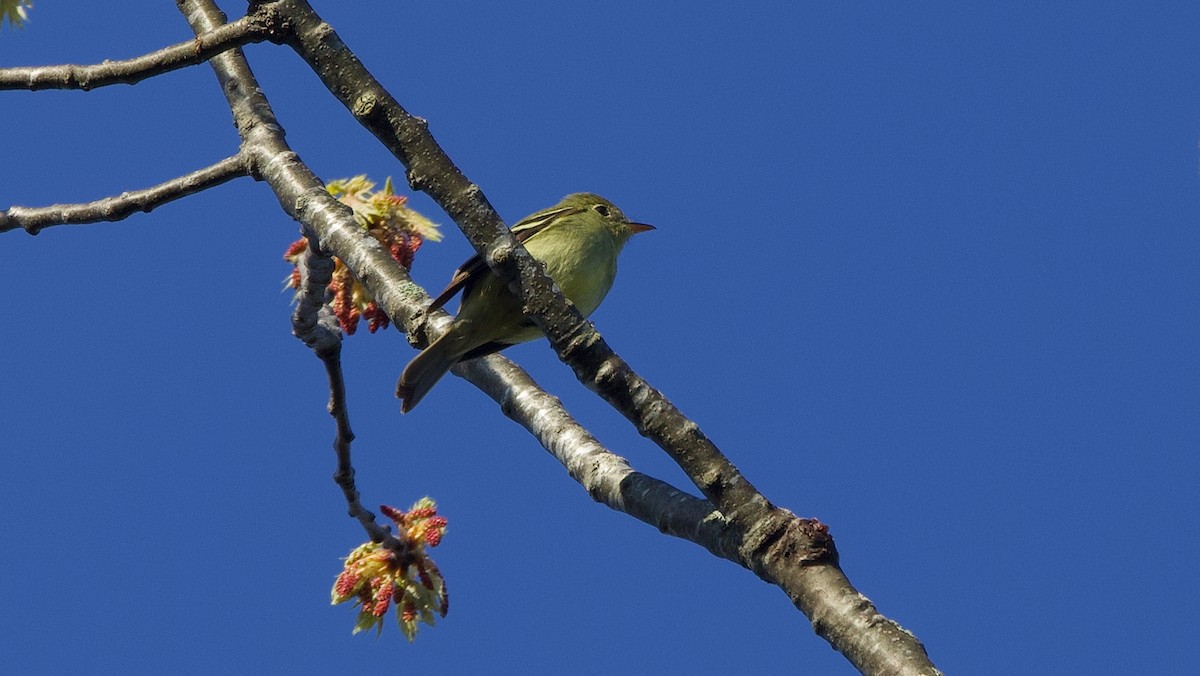 Yellow-bellied Flycatcher - ML636350373