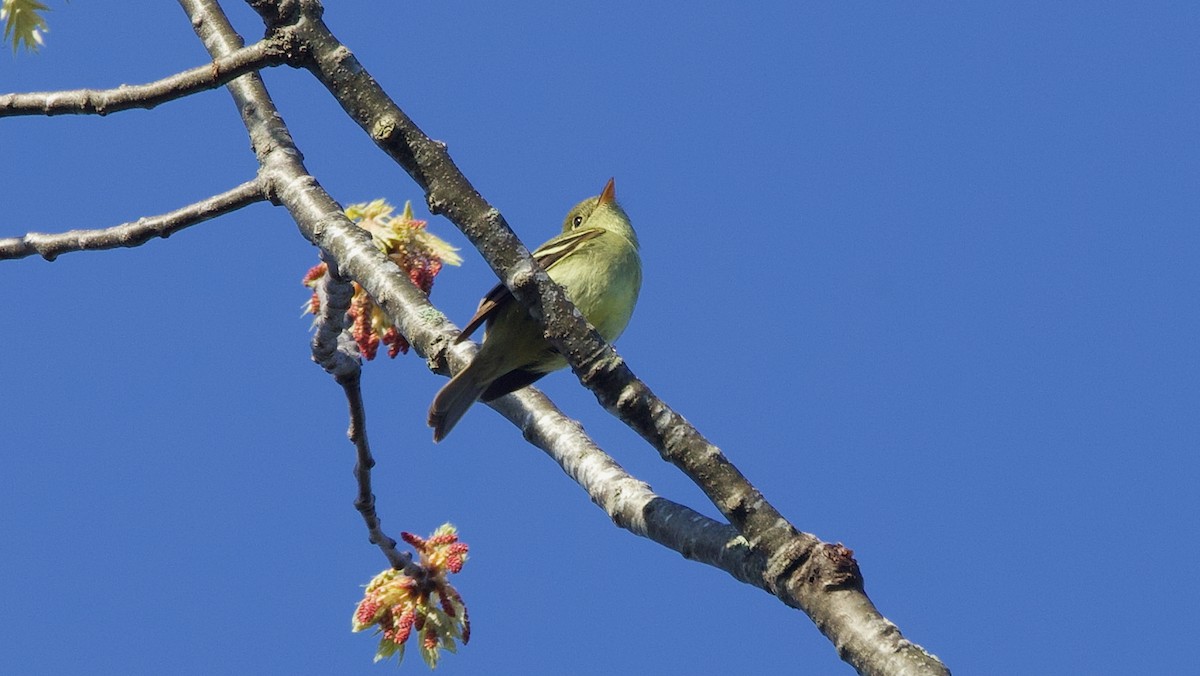 Yellow-bellied Flycatcher - ML636350375