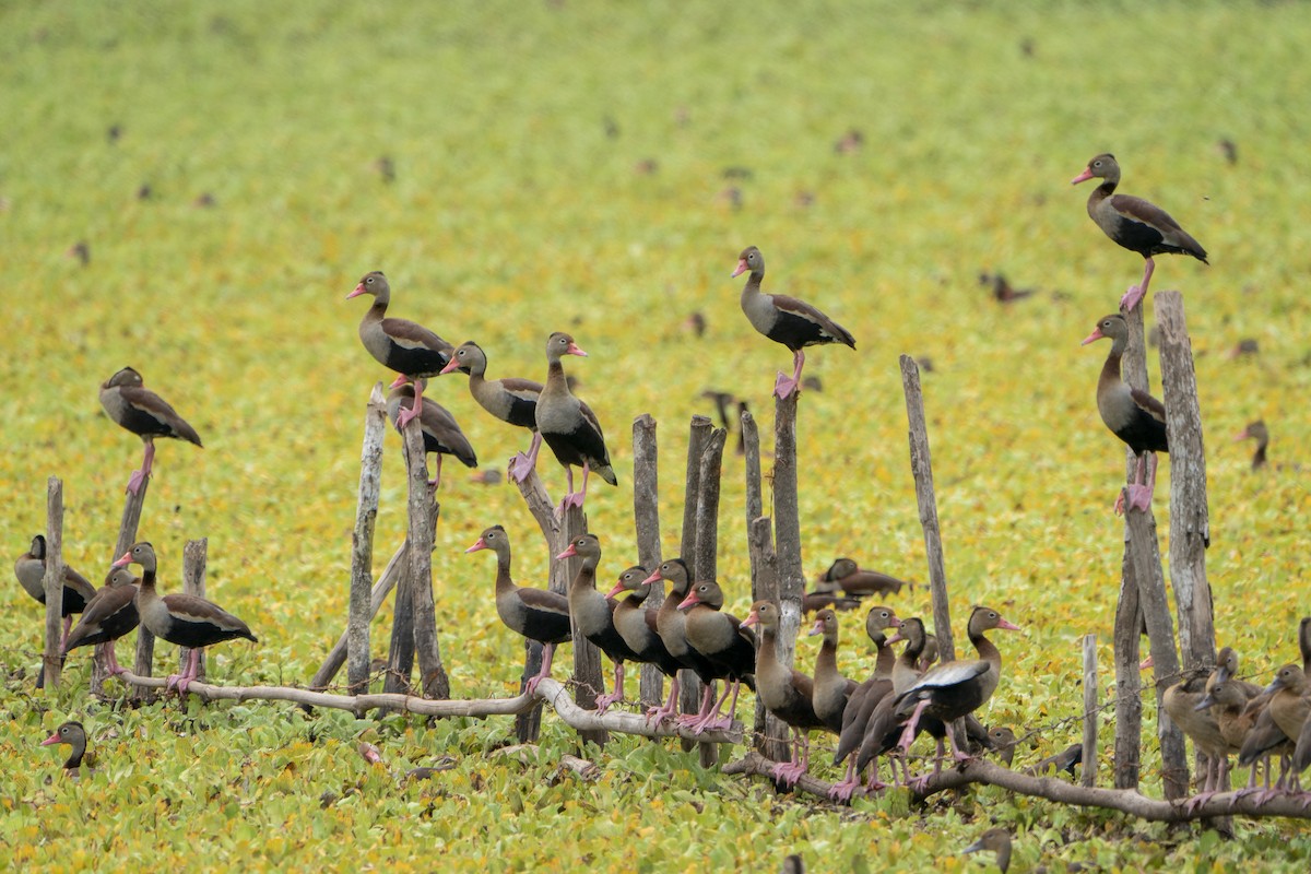 Black-bellied Whistling-Duck - ML636350377