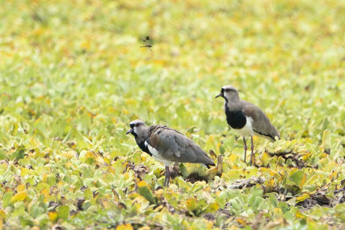 Southern Lapwing - ML636350401