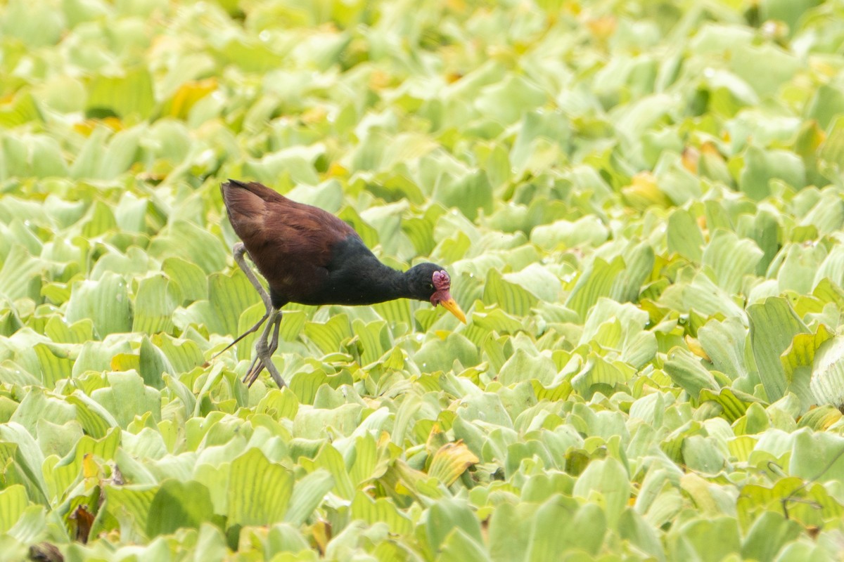 Wattled Jacana - ML636350409