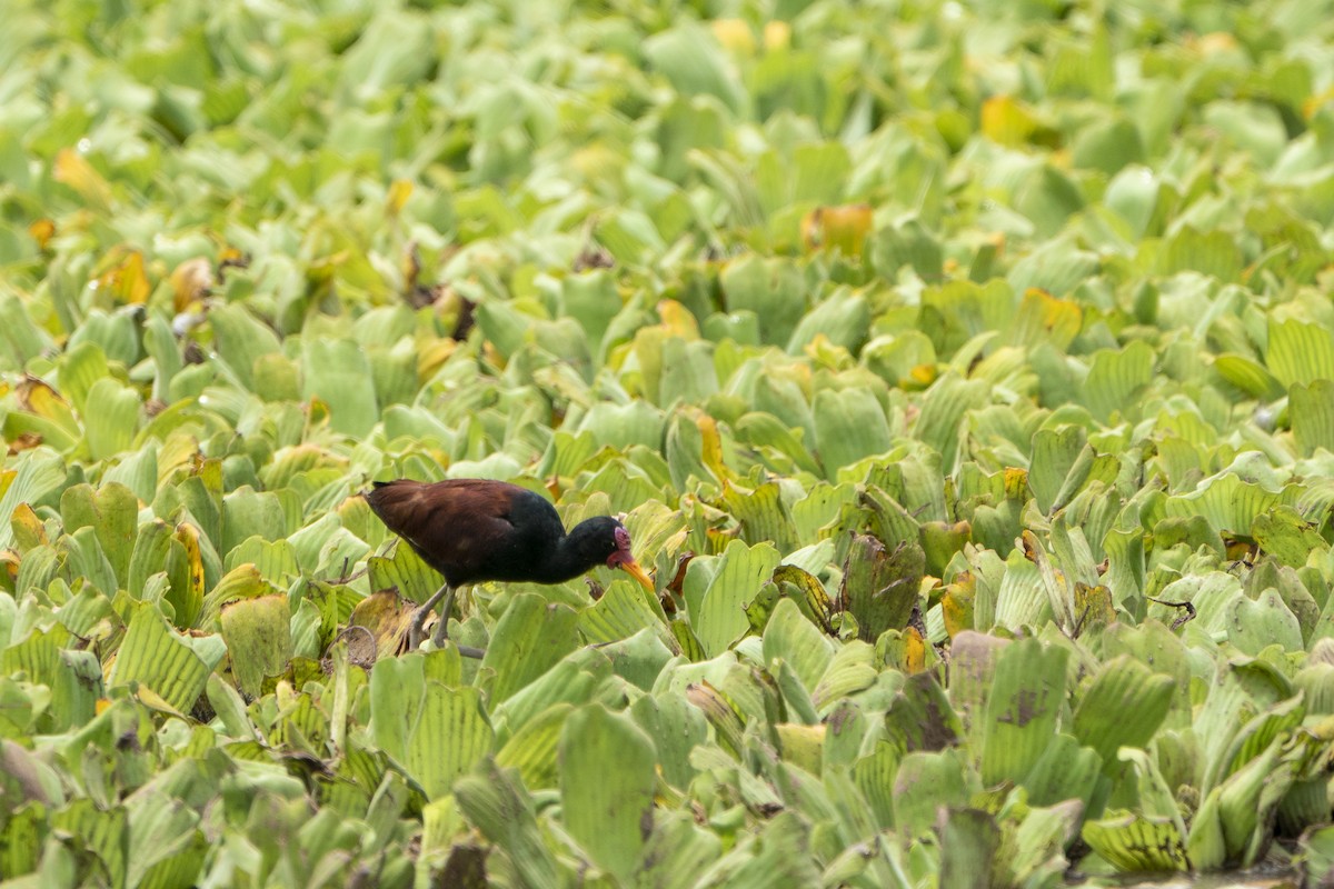 Wattled Jacana - ML636350410
