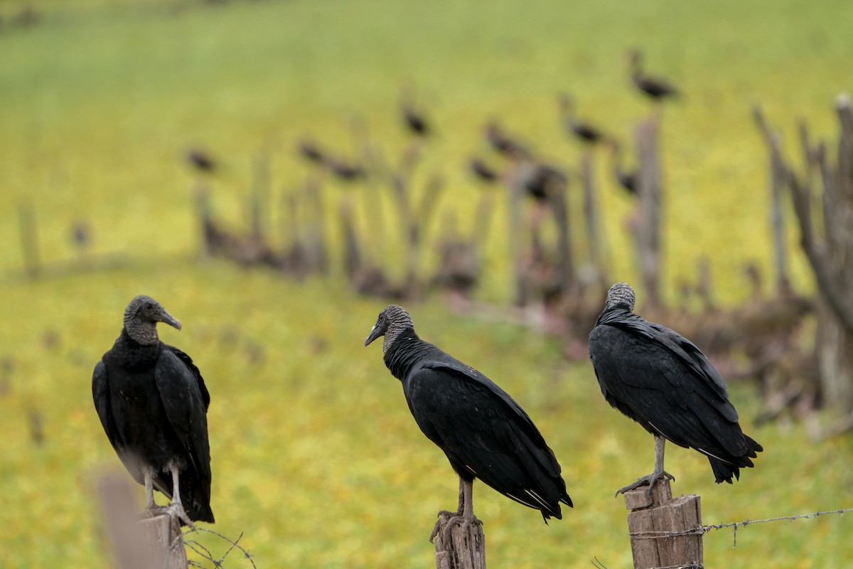 Black Vulture - ML636350442