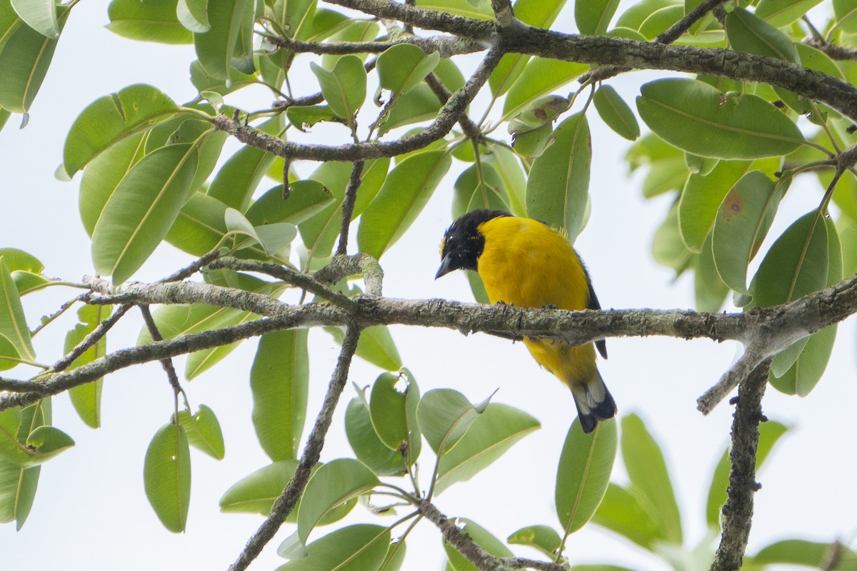 Purple-throated Euphonia - ML636350454