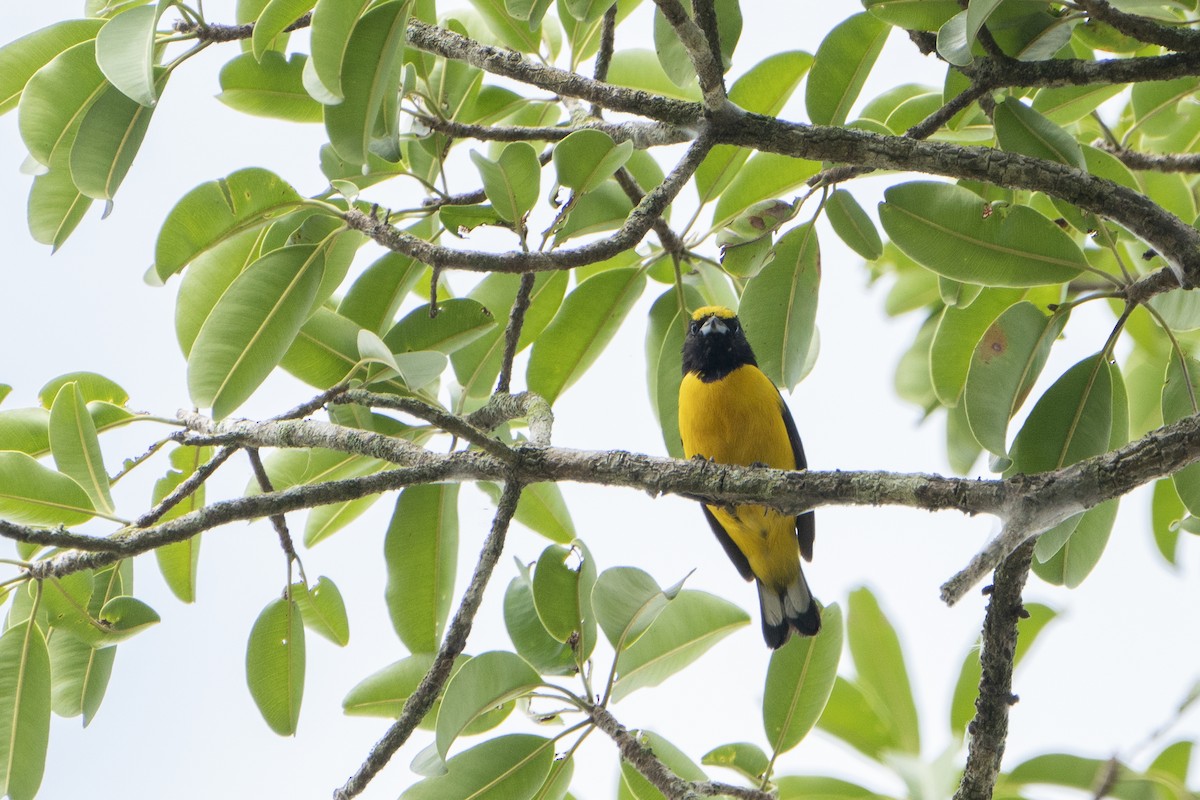 Purple-throated Euphonia - ML636350455