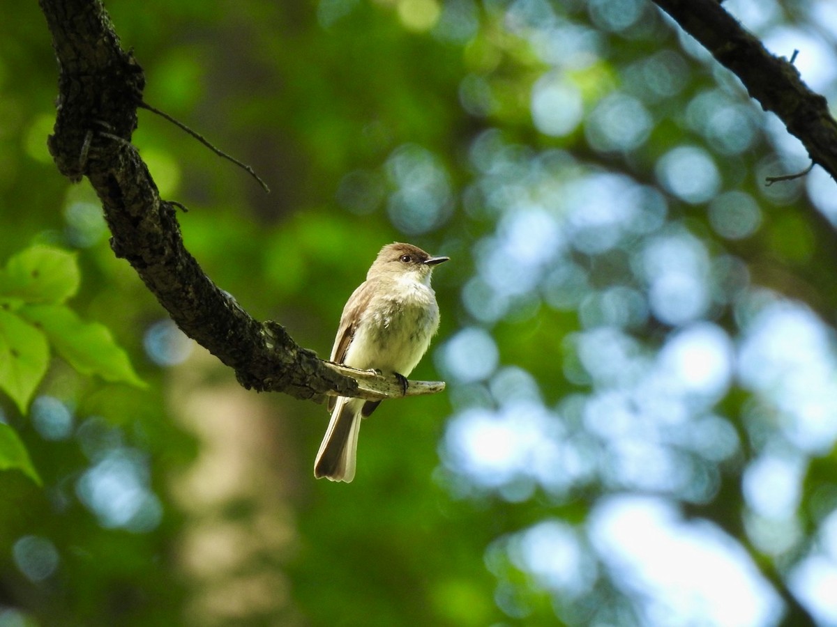 Eastern Phoebe - ML636350497