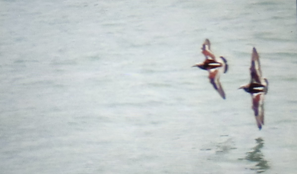 Ruddy Turnstone - ML636350565