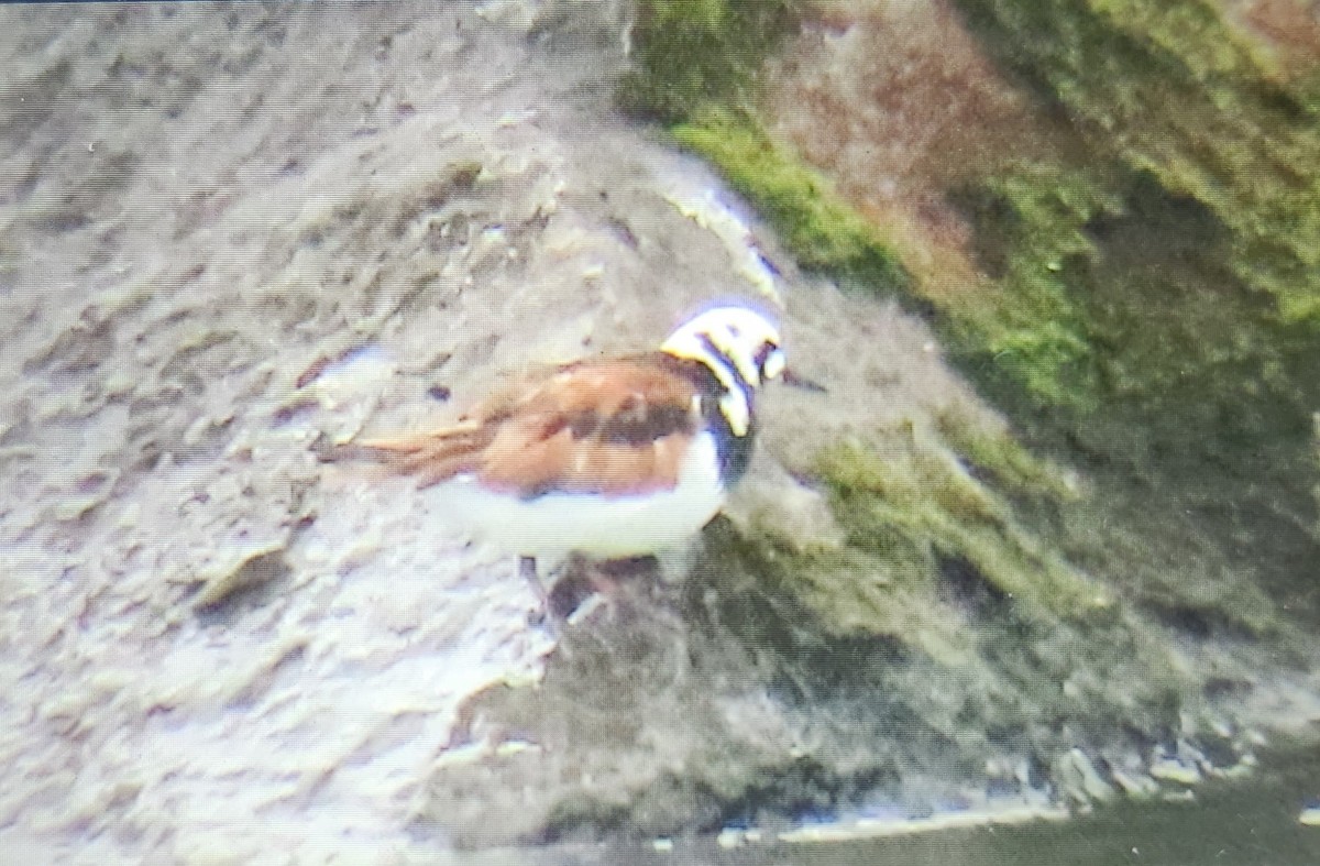 Ruddy Turnstone - ML636350576