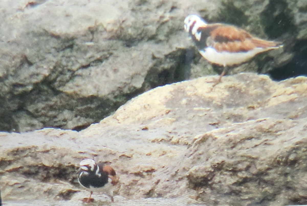 Ruddy Turnstone - ML636350582