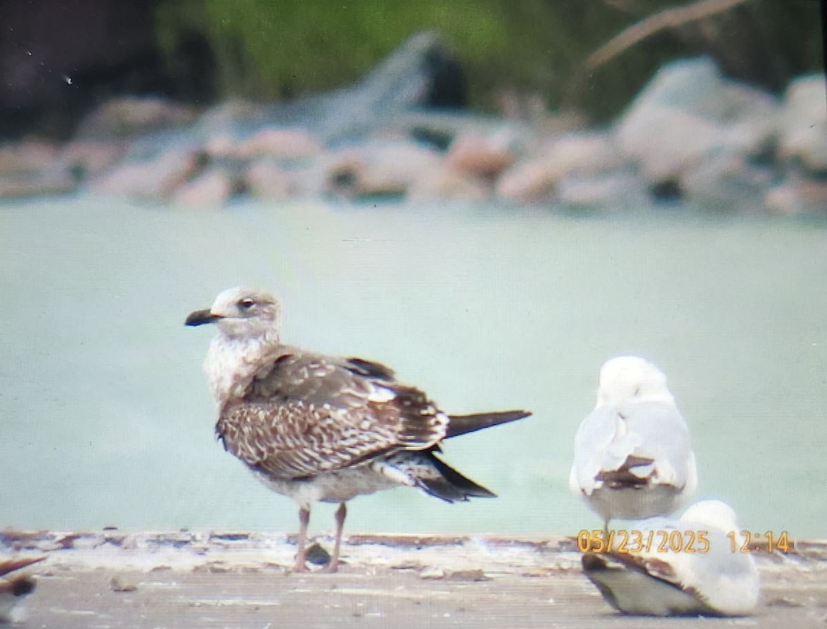 Lesser Black-backed Gull - ML636350593