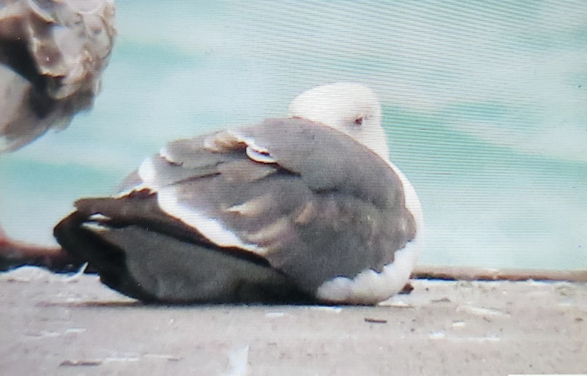 Lesser Black-backed Gull - ML636350595