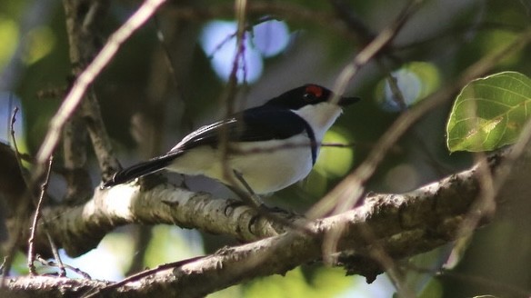 Black-throated Wattle-eye - ML636350859