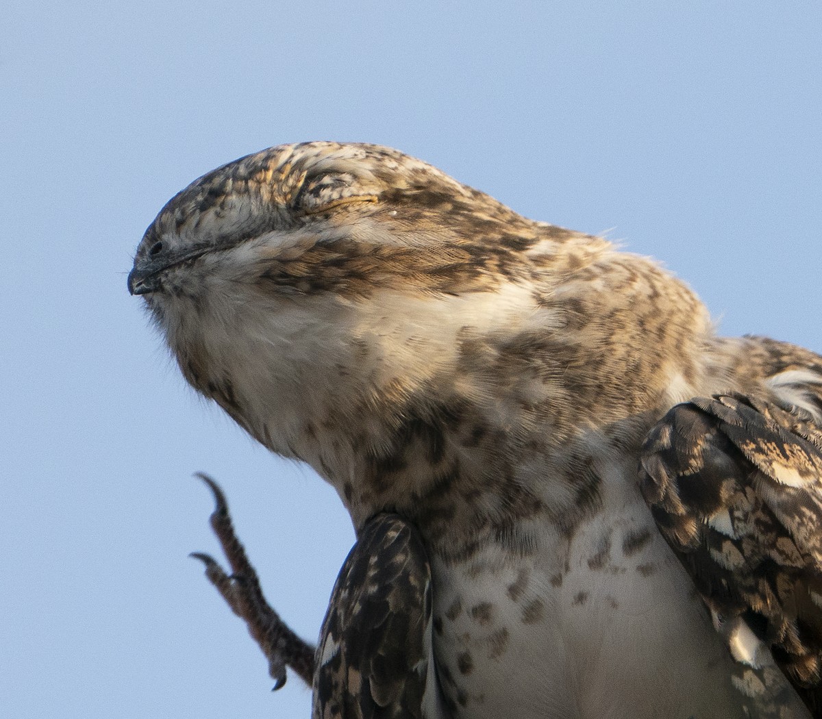 Sand-colored Nighthawk - ML636350867