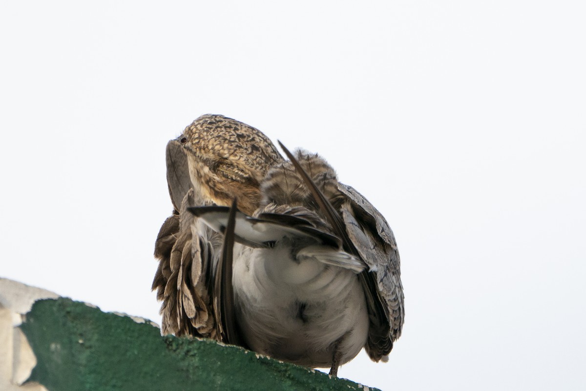 Sand-colored Nighthawk - ML636350868