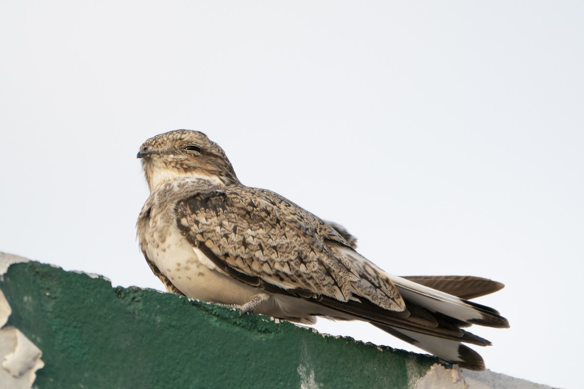 Sand-colored Nighthawk - ML636350869