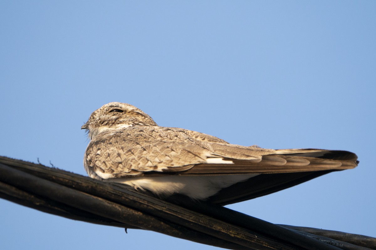 Sand-colored Nighthawk - ML636350870