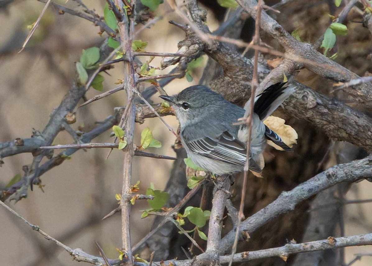 Gray Tit-Flycatcher - ML636350873