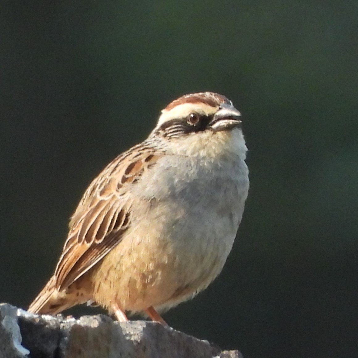 Striped Sparrow - ML636350907