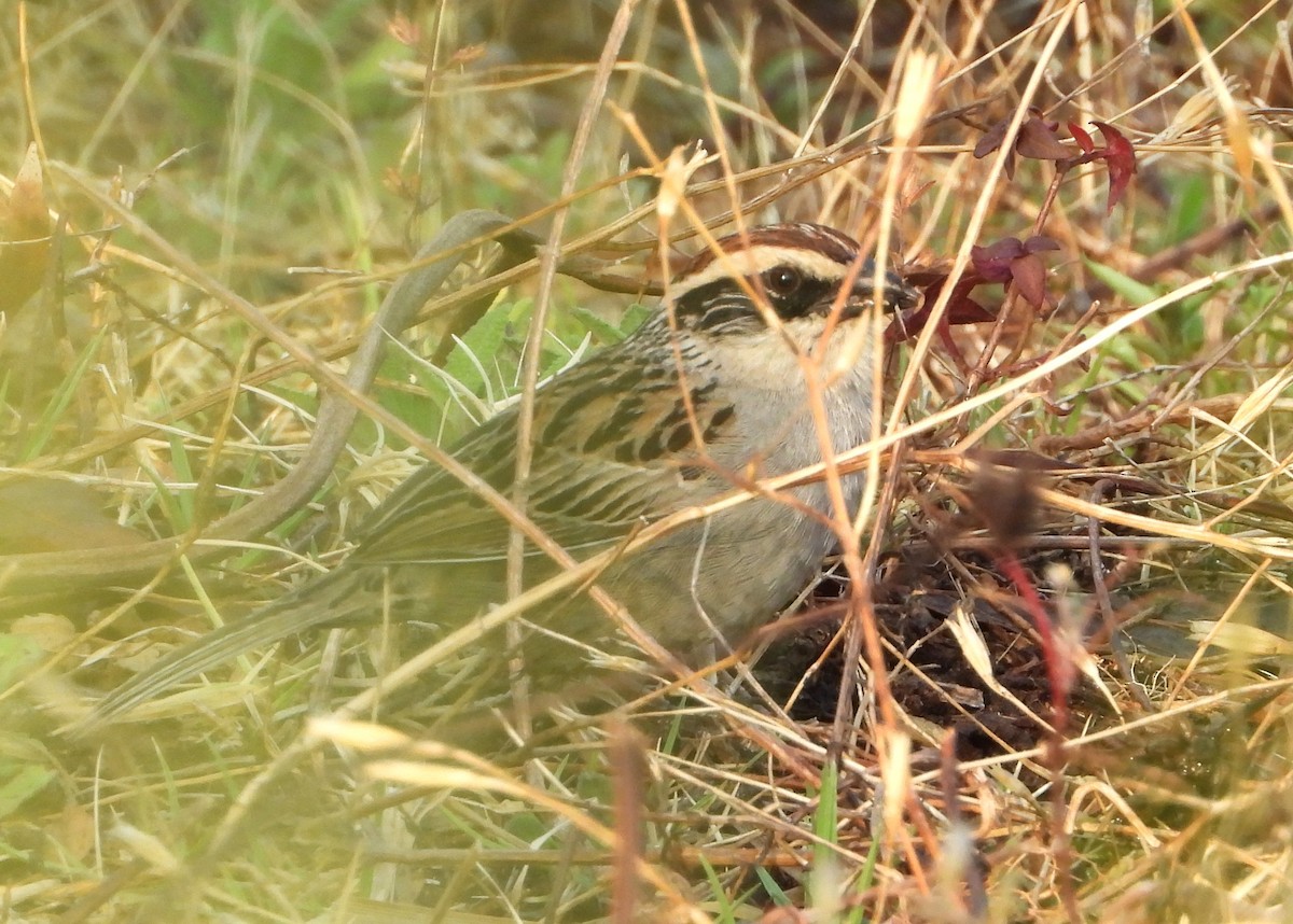 Striped Sparrow - ML636350908