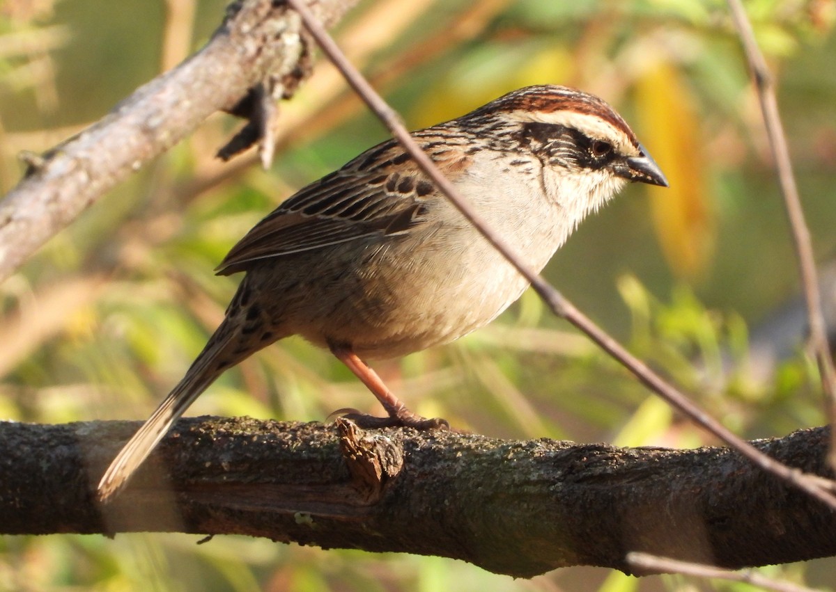 Striped Sparrow - ML636350909