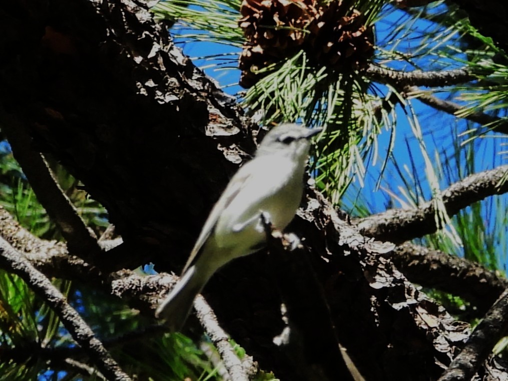 Plumbeous Vireo - ML636350985