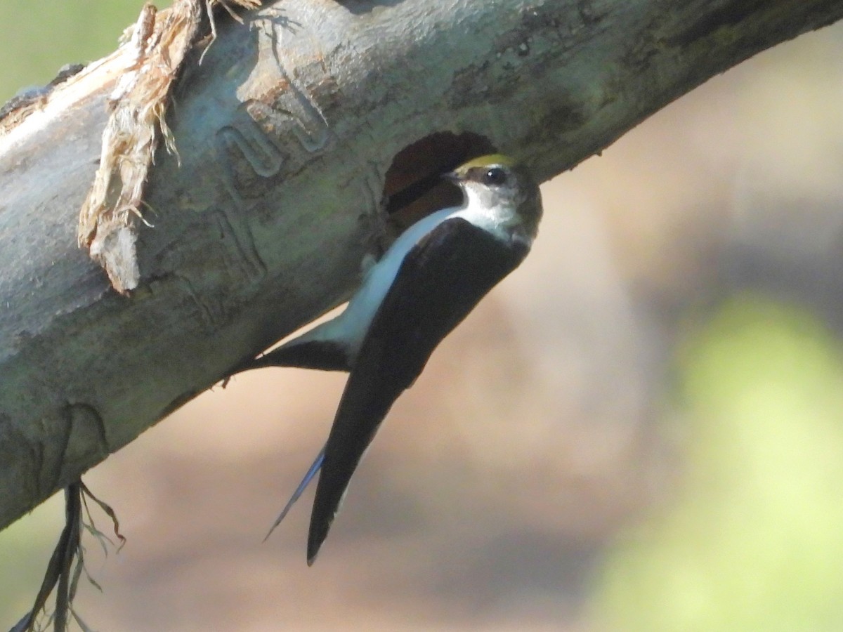 Violet-green Swallow - ML636351003