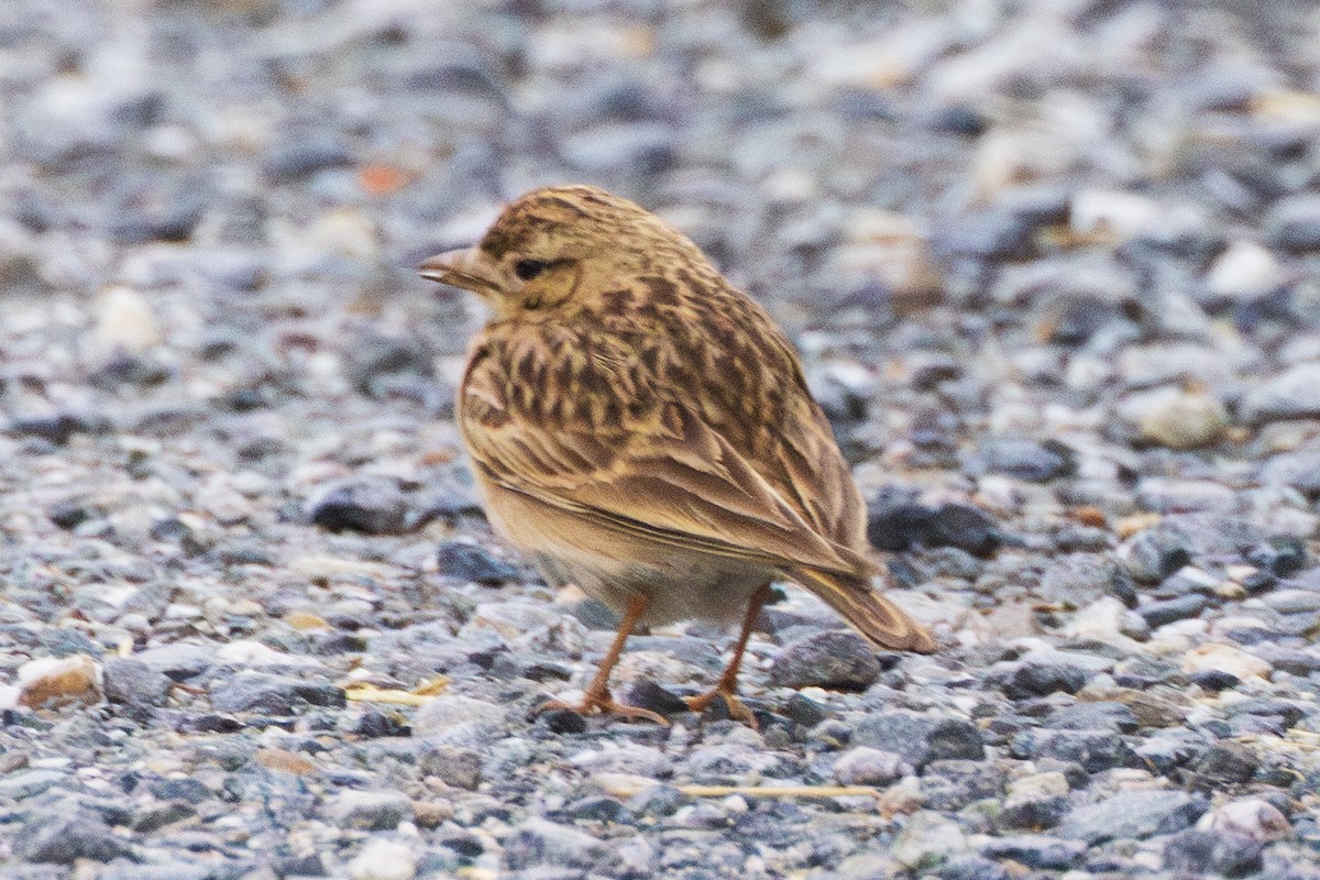 Greater Short-toed Lark - ML636351096