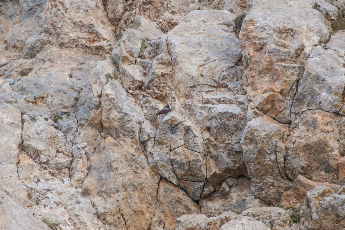 Wallcreeper - ML636351101