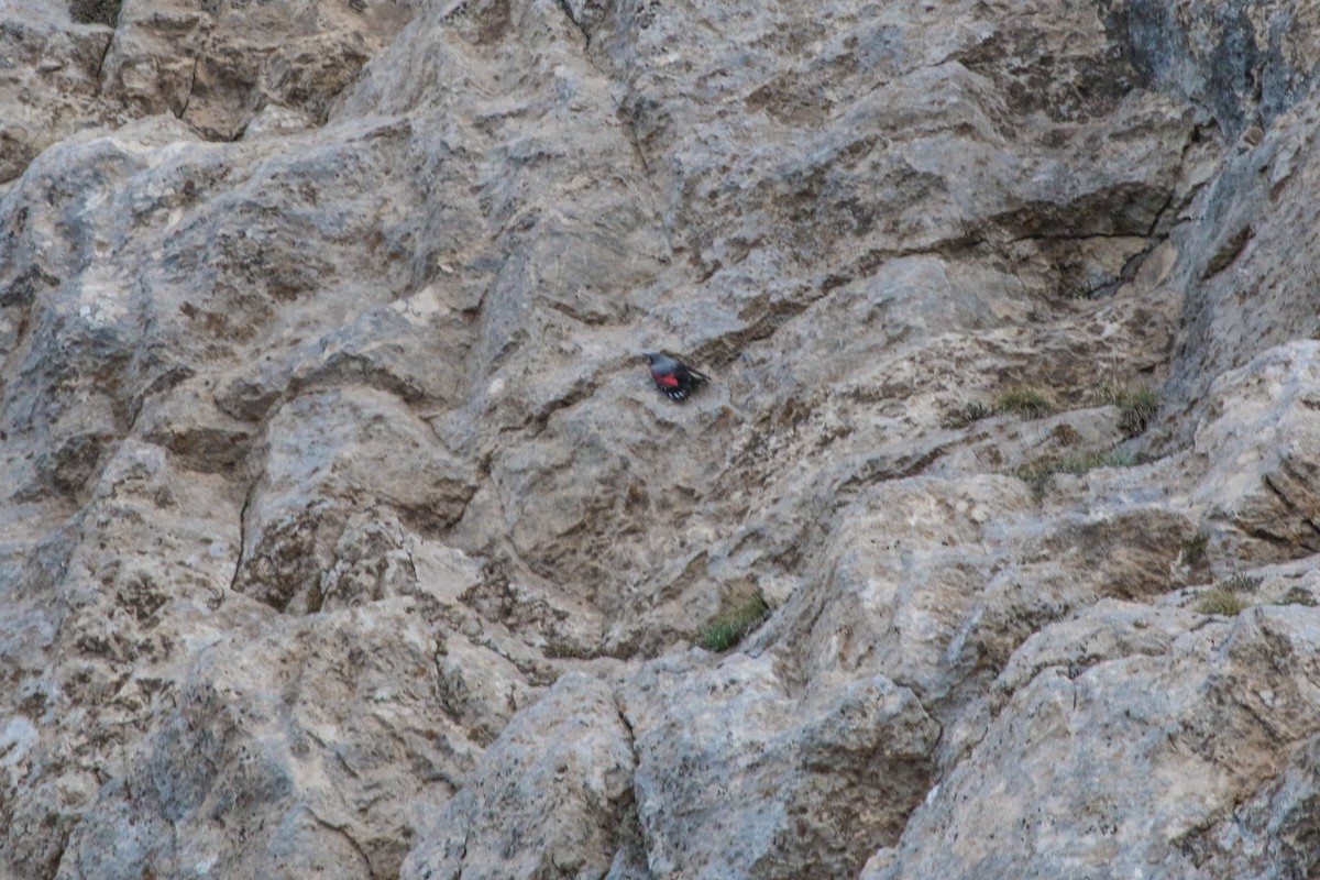 Wallcreeper - ML636351102