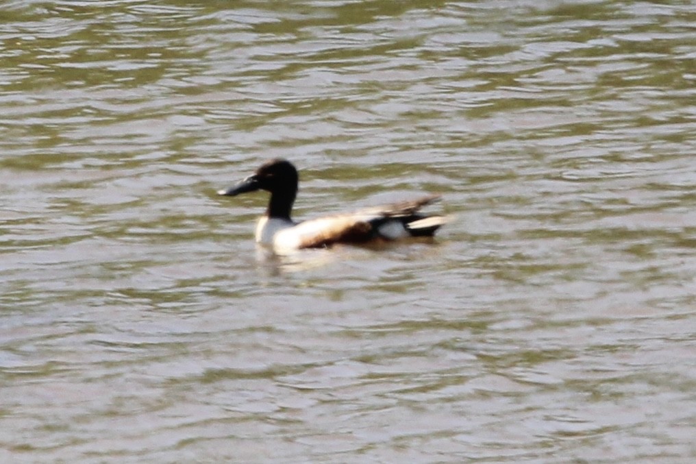 lžičák pestrý - ML636351114