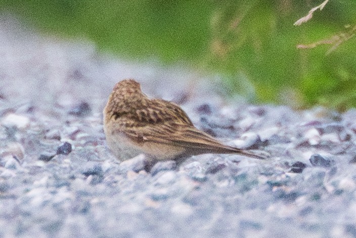Greater Short-toed Lark - ML636351116