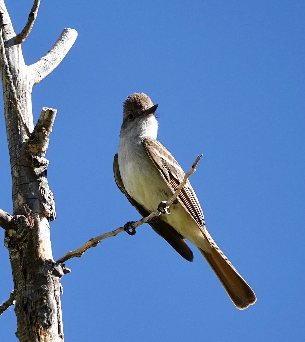 Ash-throated Flycatcher - ML636351203